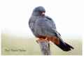 Кобчик фото (Falco vespertinus) - изображение №760 onbird.ru.<br>Источник: www.birdforum.net